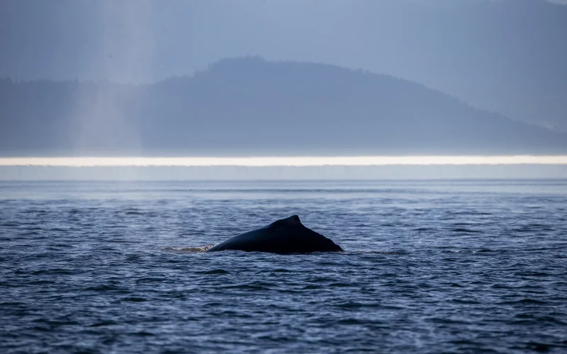 Grand Prize 10 Sooke Point 40