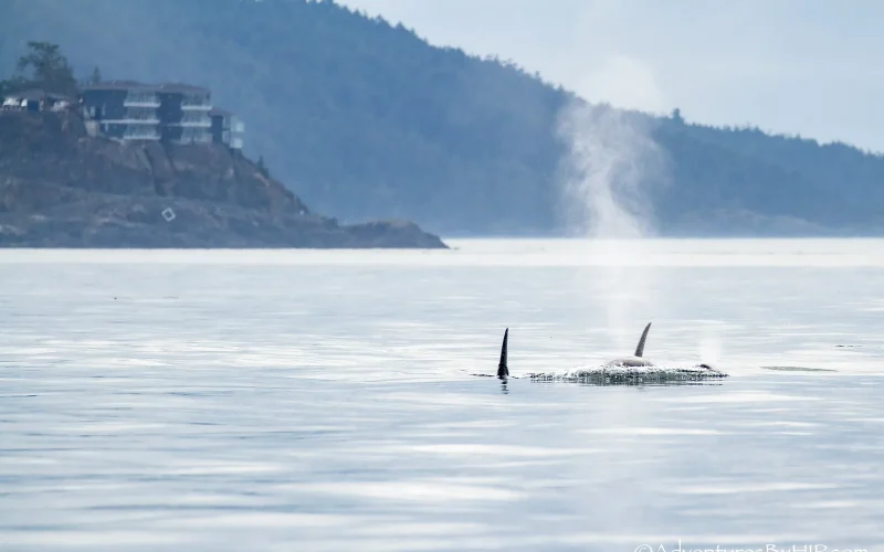 Grand Prize 10 Sooke Point 43